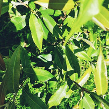 Load image into Gallery viewer, Salt Blend: Salt Bush &amp; Lemon Myrtle 100g
